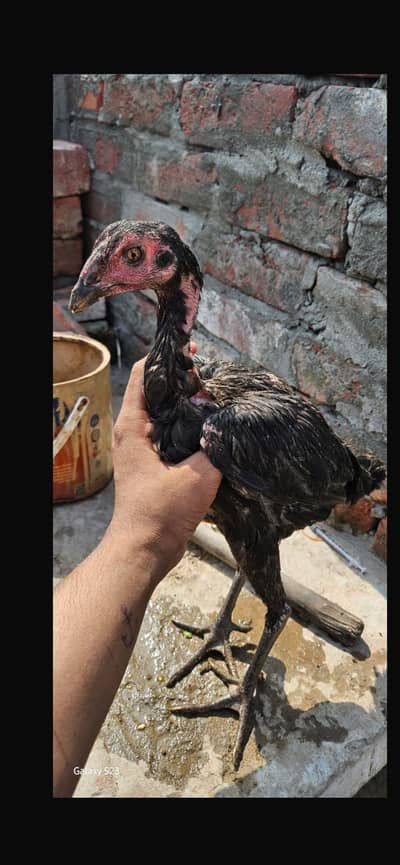 Thai chicks