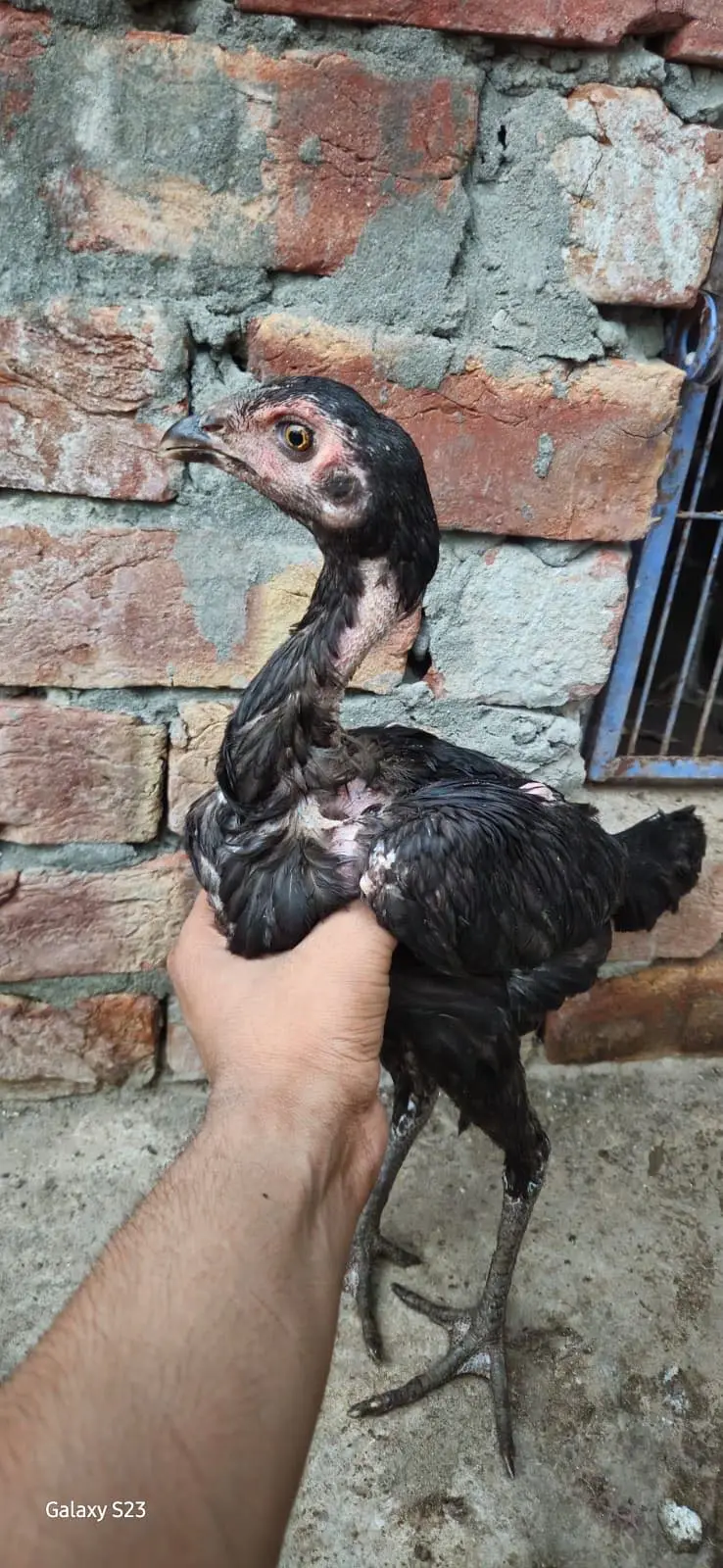 Thai chicks — photo 3
