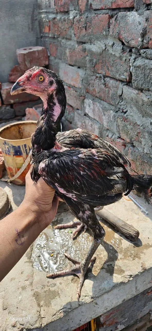 Thai chicks — photo 4