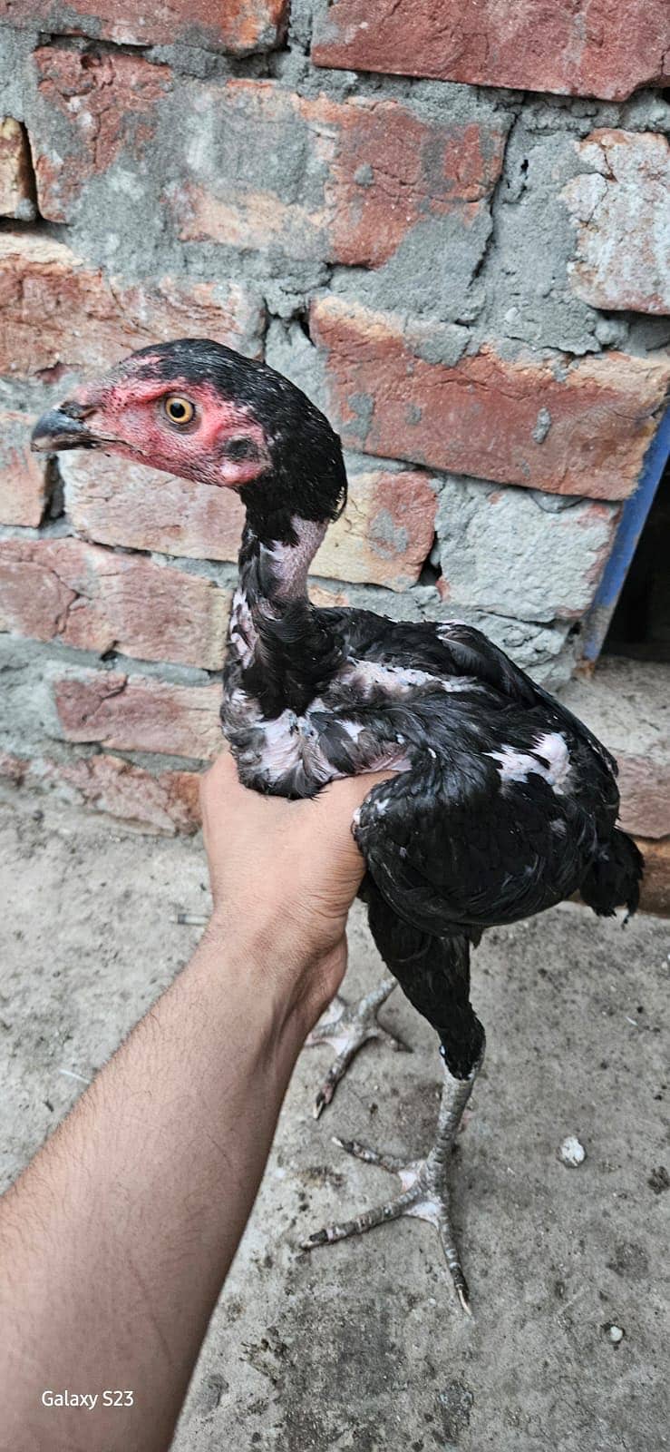 Thai chicks 4