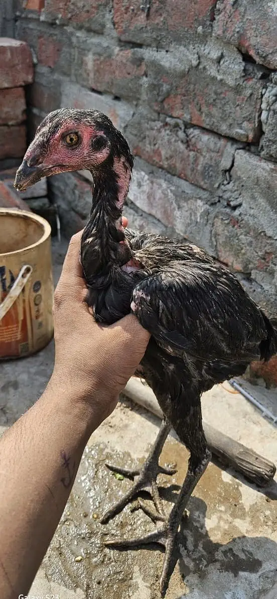Thai chicks — photo 9