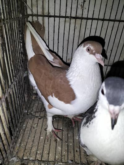 Sherazi Pigeon Breeder Pair