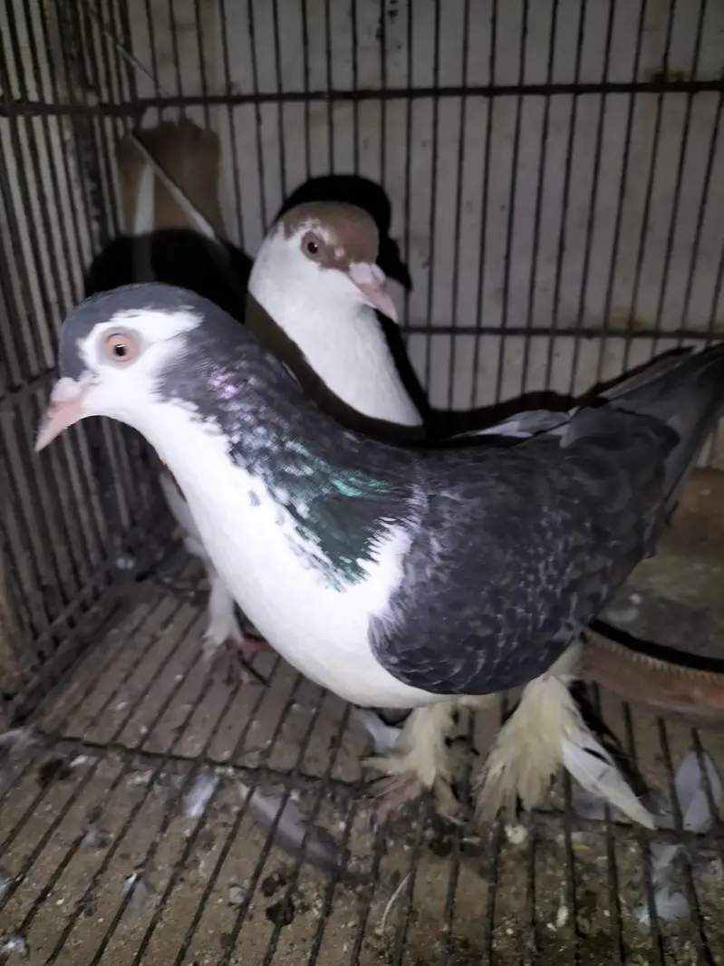 Sherazi Pigeon Breeder Pair — photo 2
