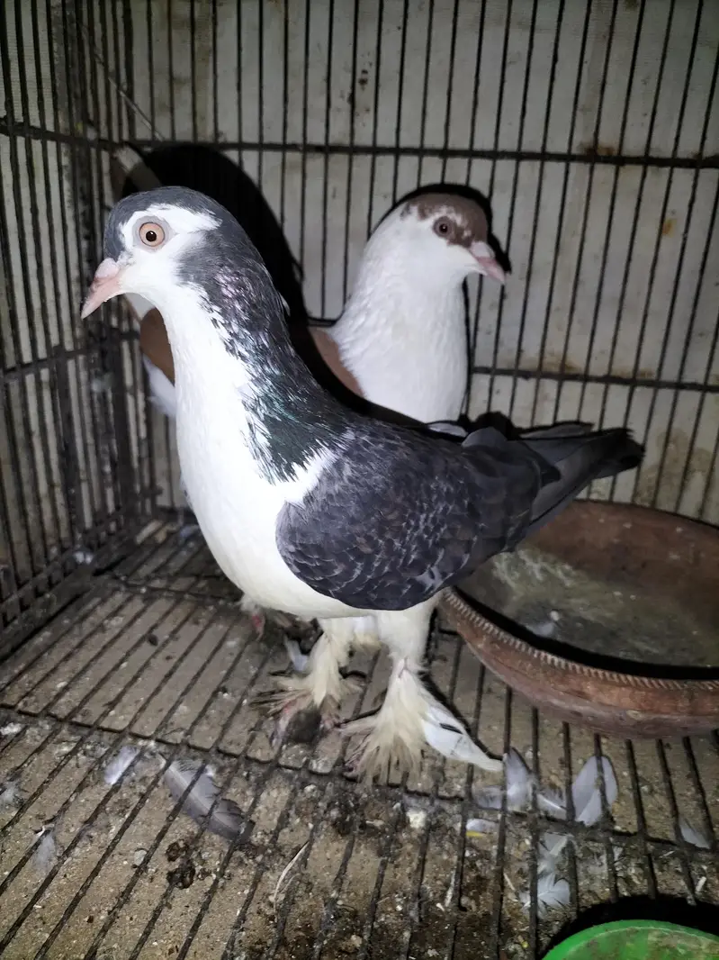 Sherazi Pigeon Breeder Pair — photo 3