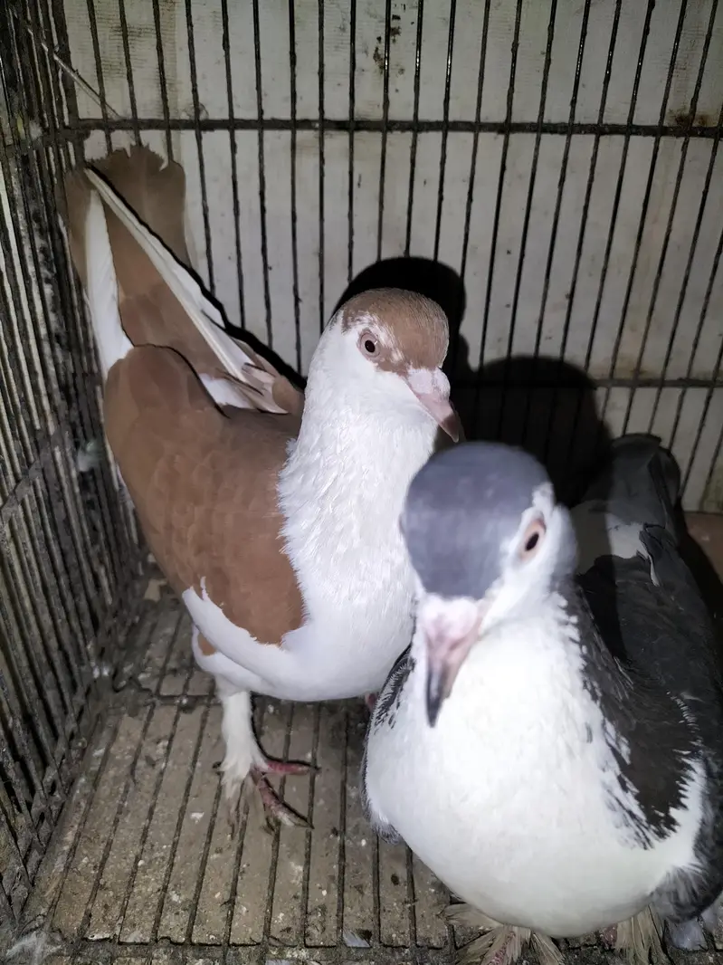 Sherazi Pigeon Breeder Pair — photo 4
