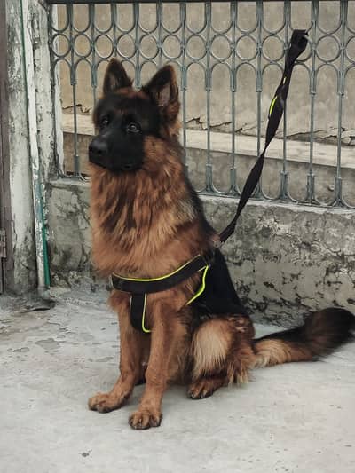 Gsd Male