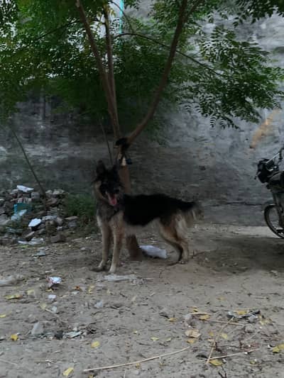 German shepherd pregnant female what'sapp 03010427389