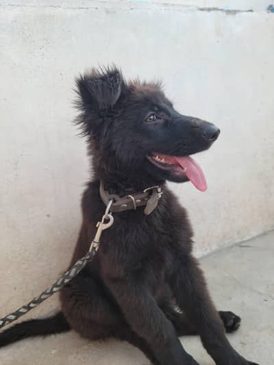 German Shepherd Long Coat