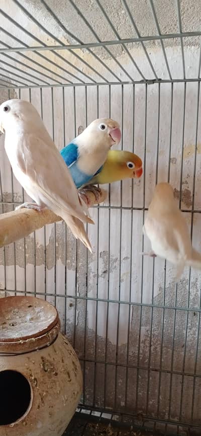 lovebirds diffrent colours