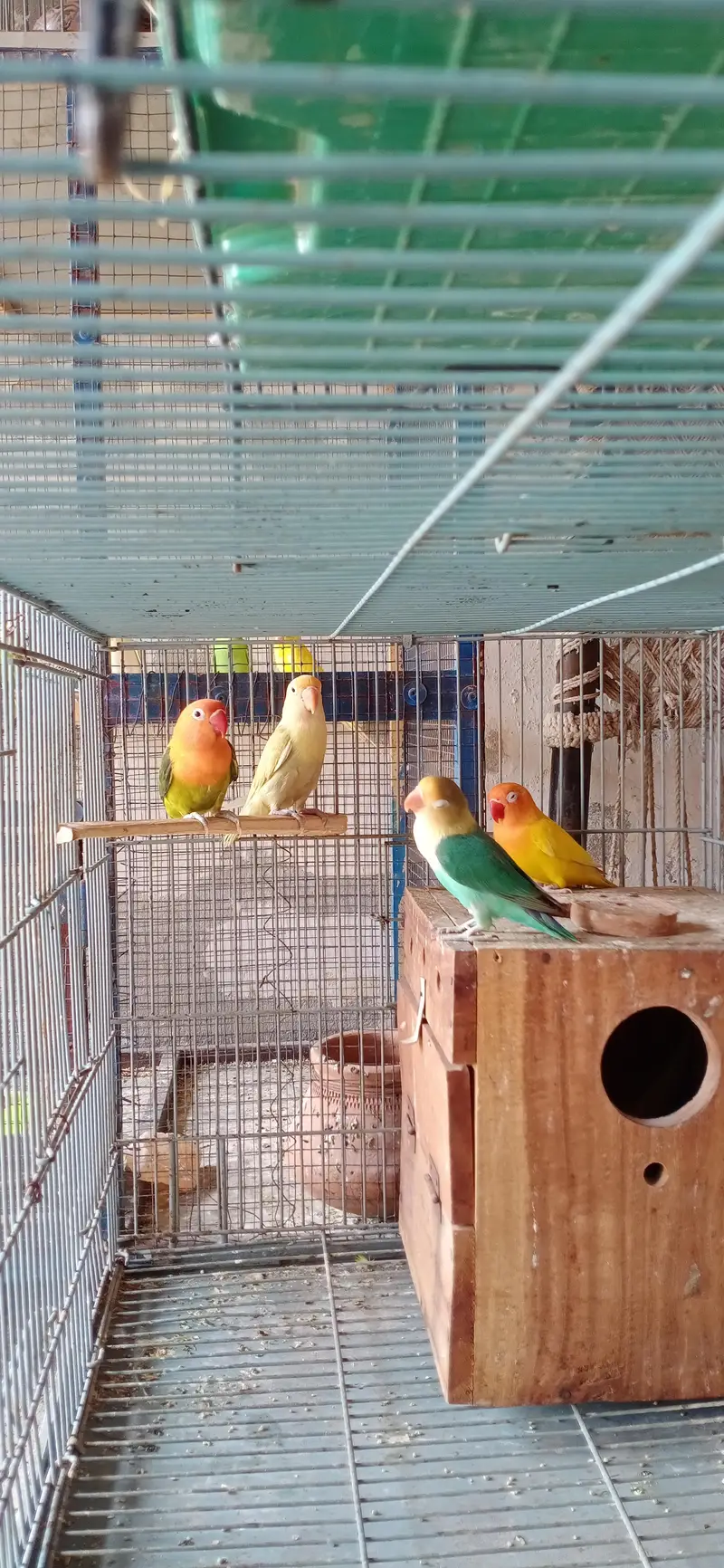 lovebirds diffrent colours — photo 2