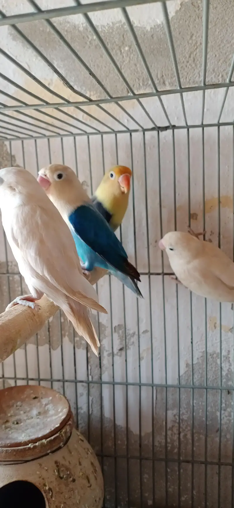 lovebirds diffrent colours — photo 3
