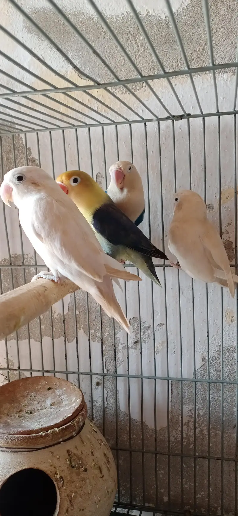 lovebirds diffrent colours — photo 4