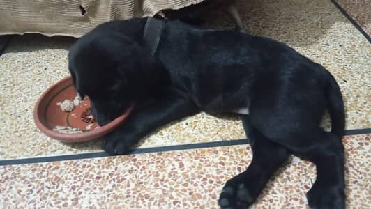 original labra dor puppys 100 % original