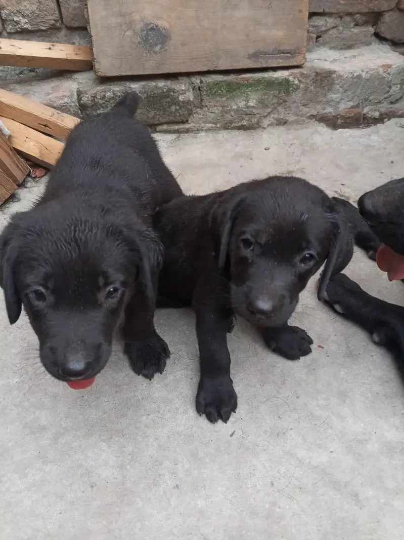 original labra dor puppys 100 % original — photo 2