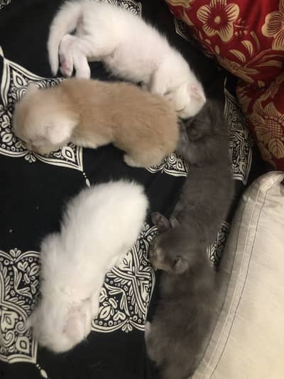 Doll face kittens 2/3 coated