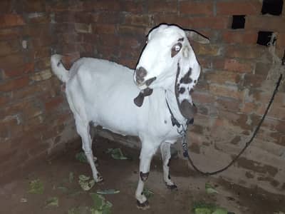 Ghr ki palli hui healthy dogli bakri