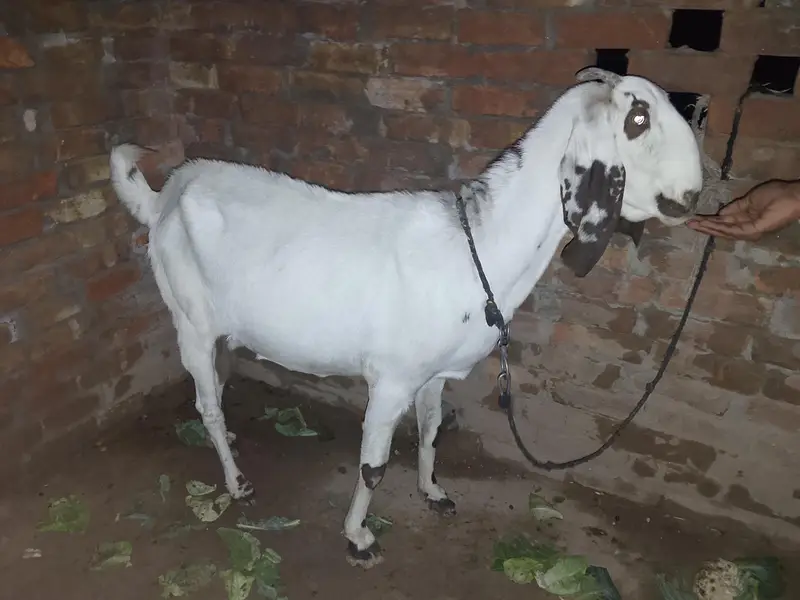 Ghr ki palli hui healthy dogli bakri — photo 2