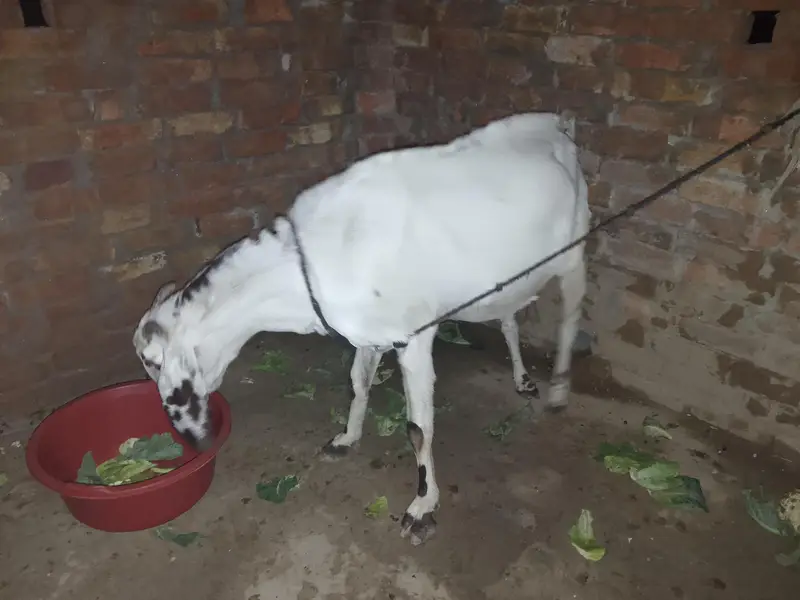 Ghr ki palli hui healthy dogli bakri — photo 3