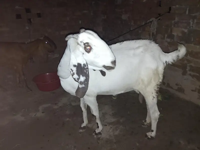 Ghr ki palli hui healthy dogli bakri — photo 4