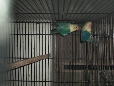 Lovebird mutation Breeder pairs available for sale.