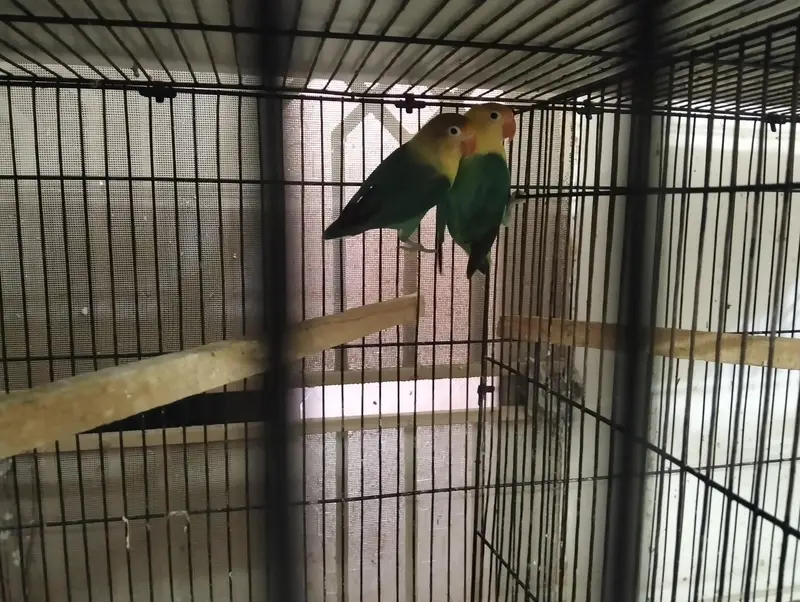 Lovebird mutation Breeder pairs available for sale. — photo 2