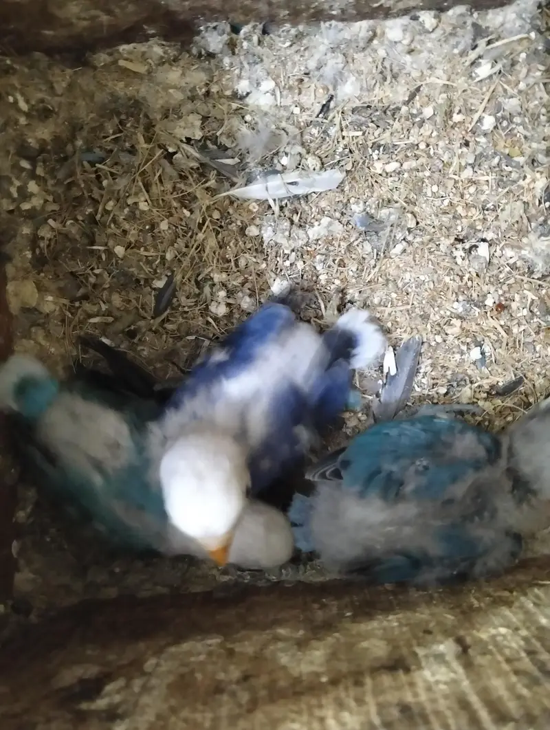 Lovebird mutation Breeder pairs available for sale. — photo 3
