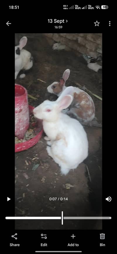 rabbits