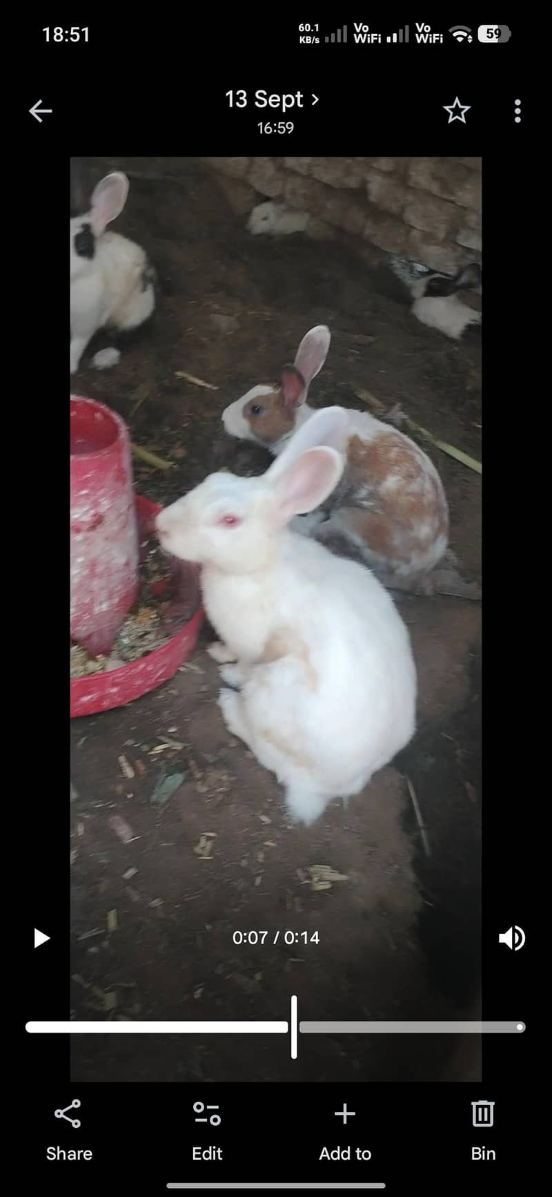 rabbits 0