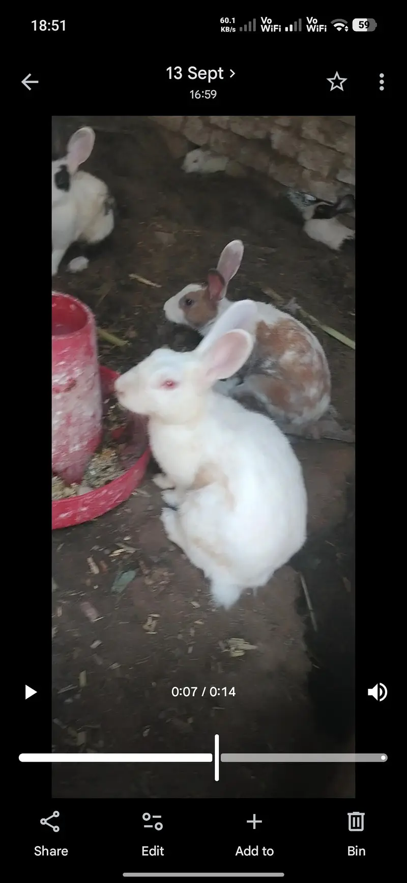 rabbits