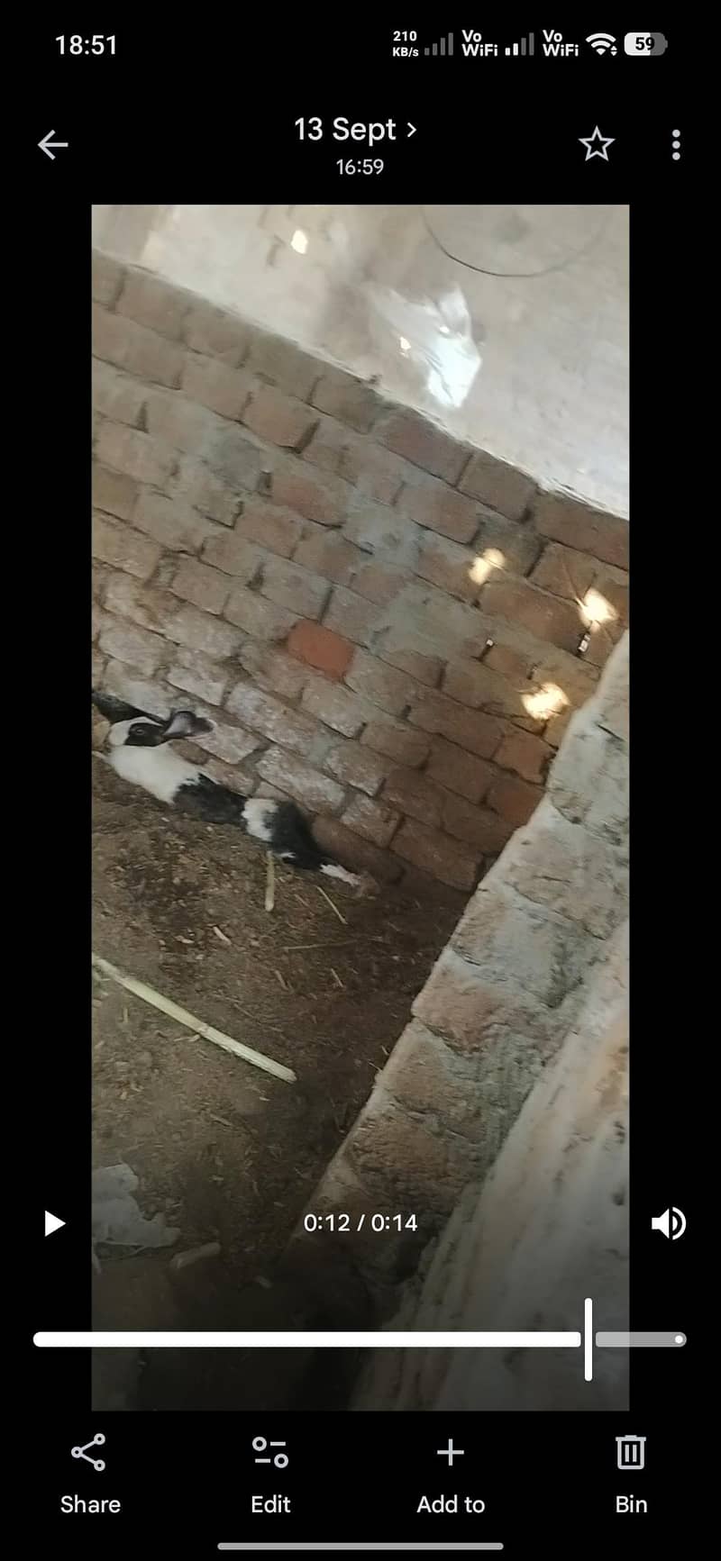 rabbits 1