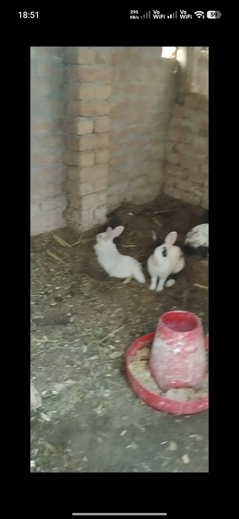 rabbits 2