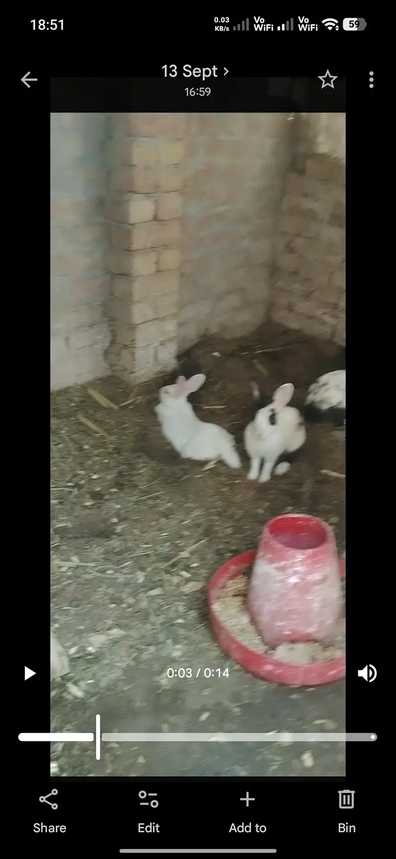 rabbits — photo 4