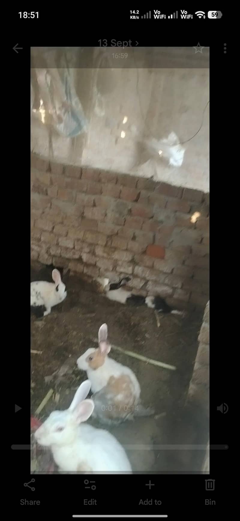 rabbits 4