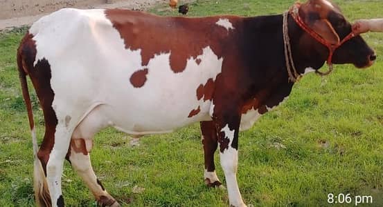 Friesian Cow for Sale – 18 KG Milk Per Day