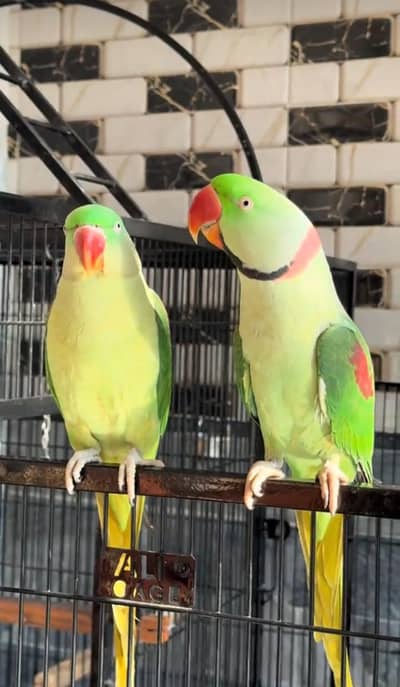 Kashmiri raw parrot for sale single and pair available