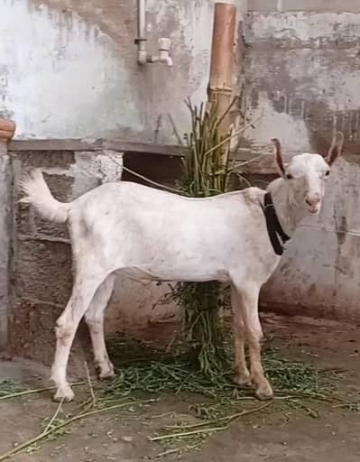 munda teddy bakra