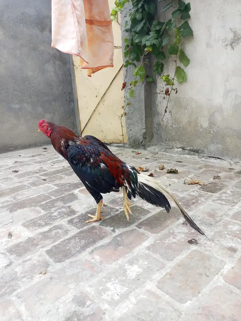 ASEEL LAKHA — photo 6