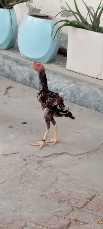 Asal seel ha abi bachy ha ye. . . Manga Mandi