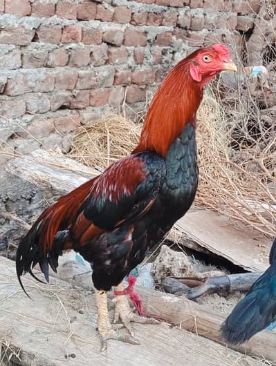 پئیر اصیل مرغا +پیئر اصیل مرغی