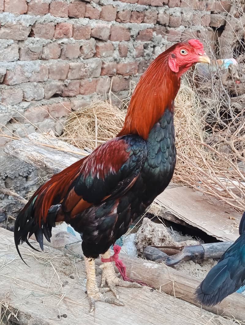 پئیر اصیل مرغا +پیئر اصیل مرغی 0