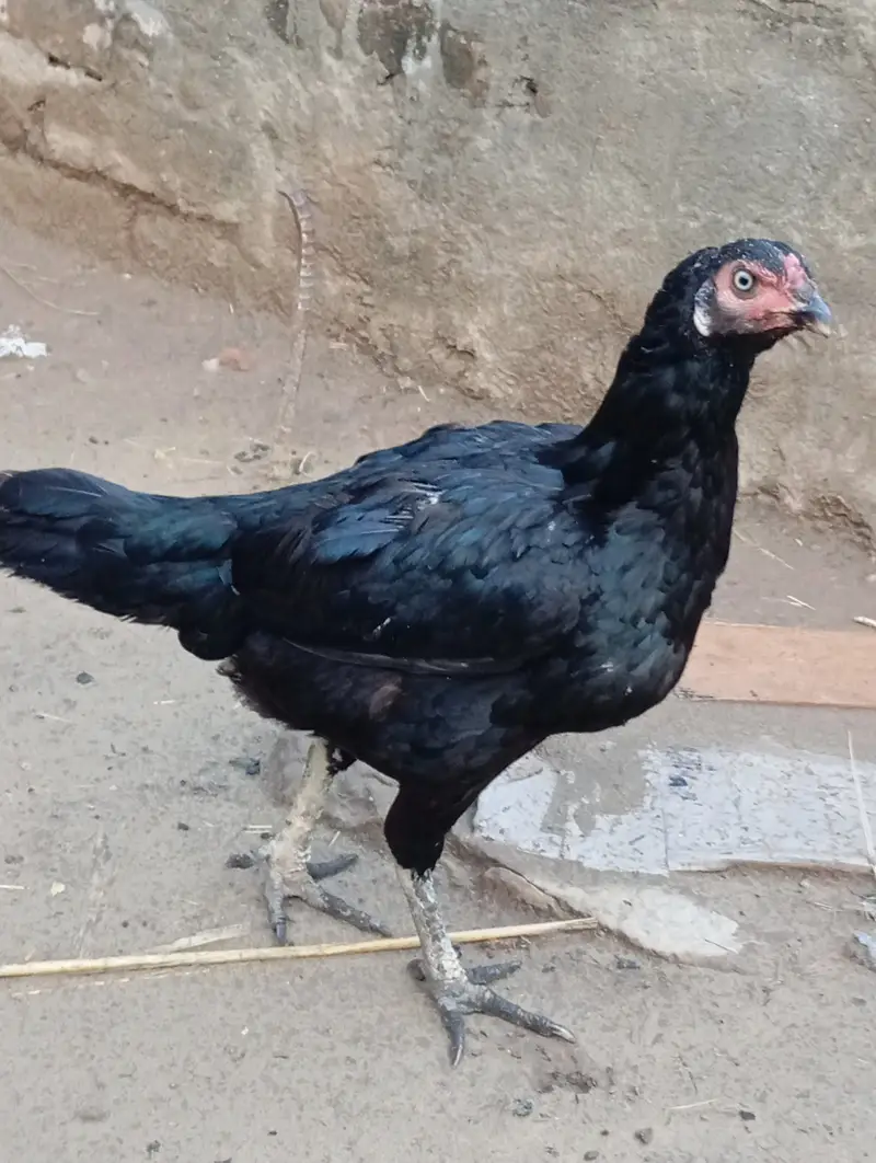 پئیر اصیل مرغا +پیئر اصیل مرغی — photo 2