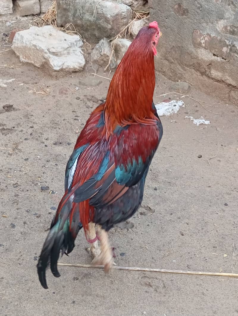 پئیر اصیل مرغا +پیئر اصیل مرغی 2