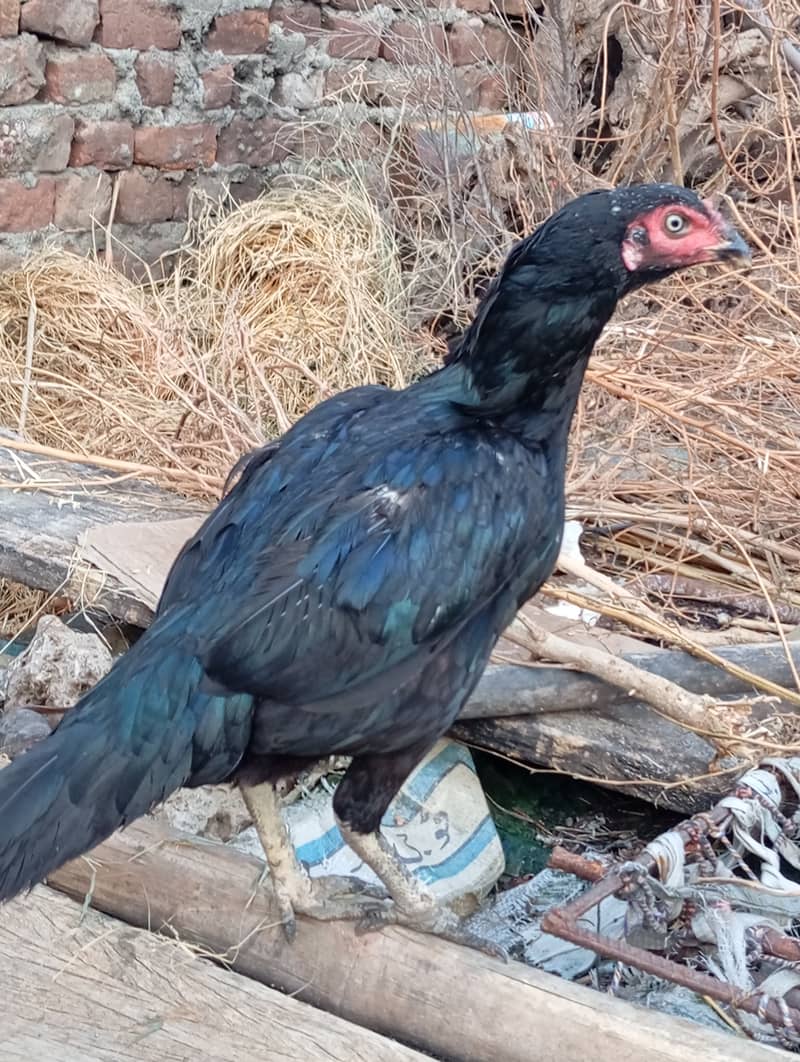 پئیر اصیل مرغا +پیئر اصیل مرغی 3