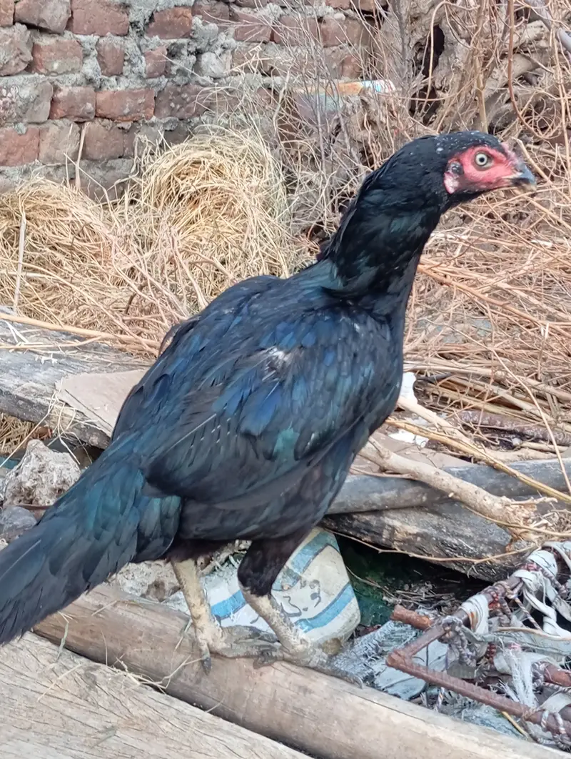 پئیر اصیل مرغا +پیئر اصیل مرغی — photo 4