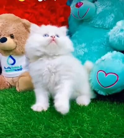 Persian kitten triple cot. for sale my WhatsApp:03440066156