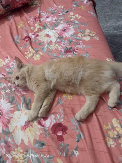 2 Girls Cat For Sale