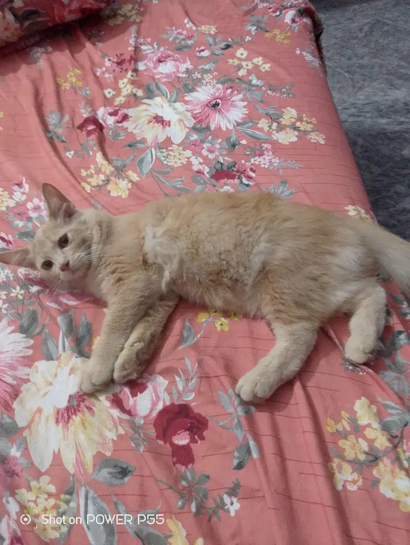 2 Girls Cat For Sale — photo 2