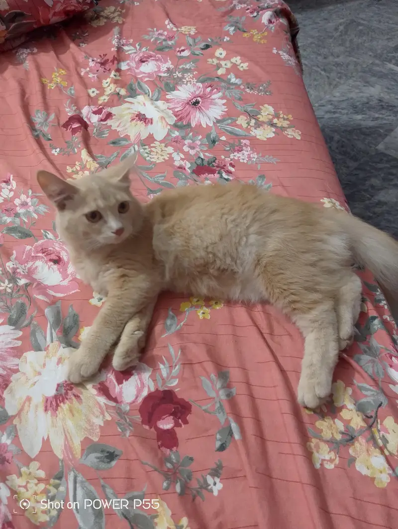 2 Girls Cat For Sale — photo 3