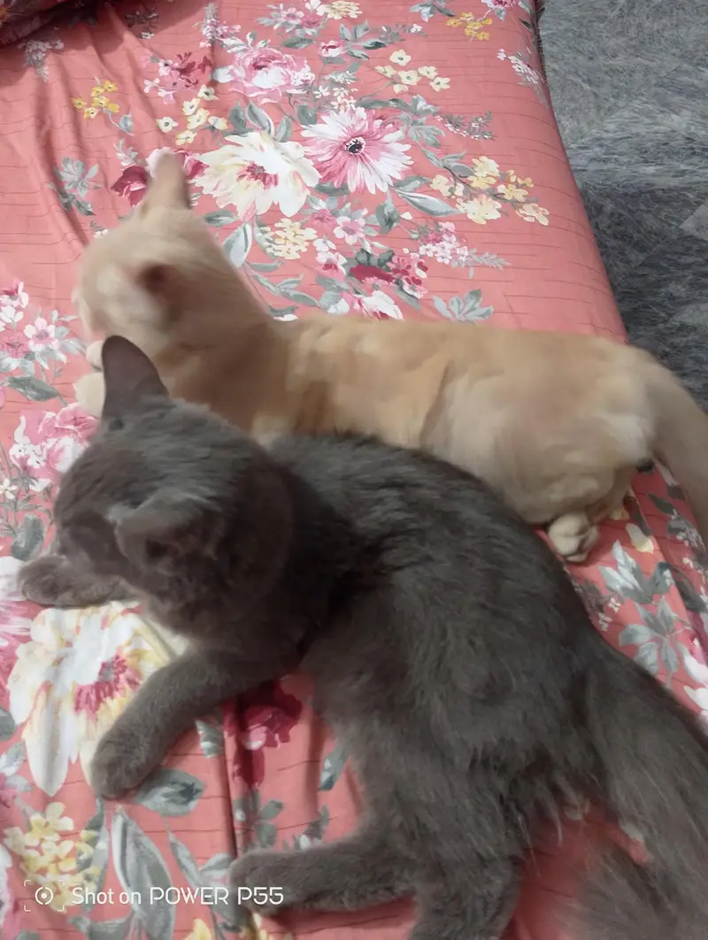 2 Girls Cat For Sale — photo 4