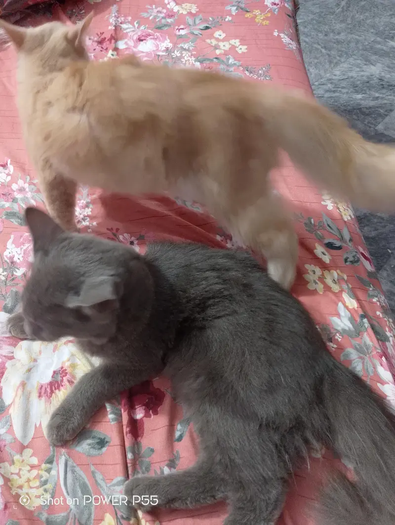 2 Girls Cat For Sale — photo 5